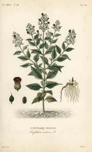 Skogfikenurt, Scrophularia nodosa, Scrofulaire noueuse av Unbekannt