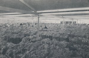 Ull til salgs i et utstillingslokale i Melbourne, 1923. av Unbekannt