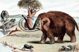 Ullen mammut Mammuthus, 1892 av Unbekannt