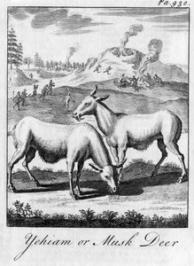 Yehiam eller moskushjort, c1700-tallet av Unbekannt