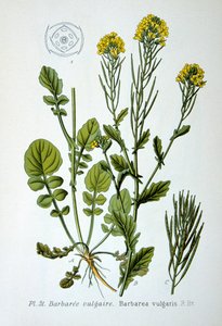 Gul rakett, 1893 av Unbekannt