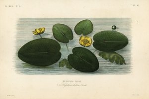 Gul vannlilje, Nuphar lutea, Nenuphar lutea, Nenuphar jaune av Unbekannt