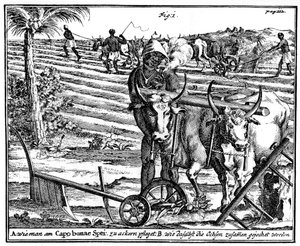 Yoking okser og pløyefelt, Sør-Afrika, 1700-tallet 1931 av Unbekannt