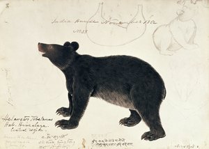 Tegning av en asiatisk svartbjørn, Ursus Tibetanus, fra den sentrale delen av Himalaya av Unbekannt Unbekannt