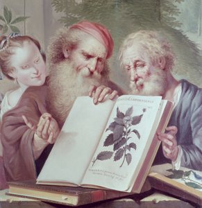 Illustrasjon fra Hortus Cliffortianus, av Carl Linnaeus (1707-78) utgitt Amsterdam 1737-38 av Unbekannt Unbekannt
