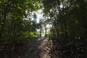 Sti i jungelen ved Camp Leaky, Tanjung Puting nasjonalpark, Central Kalimantan, Borneo, Indonesia av Unbekannt Unbekannt