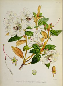 Rhododendron: Edgeworthi fra `The Rhododendrons of Sikkim-Himalaya av J.D. Hooker 1849-51 av Unbekannt Unbekannt