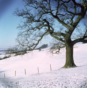 Vinterlandskap, Hockley Downs, Essex av Unbekannt Unbekannt