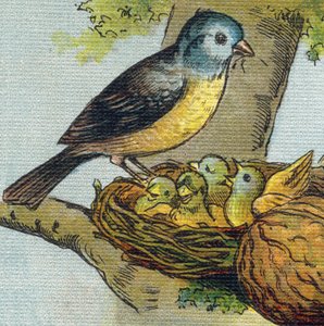 En fugl mater ungene sine i et reir. Gravering i "Alphabet de ma petite fille". Bernardin-Bechet og Fils, bokhandler-forlag, Paris, rundt 1895. Ubrytelig album på lerret. Bibliotheque des babes. 12 sider. Album som inneholder en lesemetode og en  av Unbekannt
