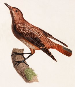 En fargeillustrasjon av en fugl av Unbekannt