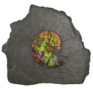 En stor iriserende ammonitt, fra Canada (fossil) av Unbekannt