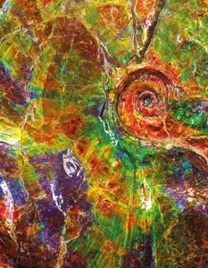 En stor iriserende ammonitt, fra Canada (fossil) av Unbekannt