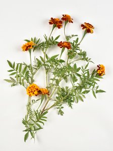 Afrikansk ringblomst på hvit bakgrunn av Benjamin Baud