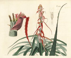 Aguava, Bromelia alsoides (smalbladet ananas, Bromelia sylvestris). Håndkolorert kobberstikk av Weddell etter en botanisk illustrasjon av John Curtis fra William Curtis#39; Botanical Magazine, Samuel Curtis, London. av Unbekannter Künstler