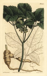 Amerikansk ginseng, Panax quinquefolius av Unbekannt