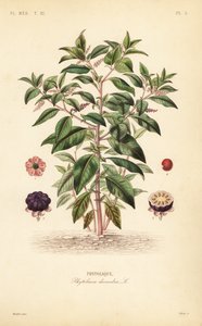 Amerikansk pokeweed, Phytolacca americana, Phytolacca decandra, Phytolaque av Unbekannt