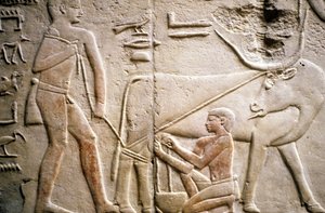 Det gamle Egypt: Saqqarah (eller Saqqara eller Sakkarah): nekropolis av det gamle imperiet, adeliges grav. Detalj av relieffene som viser melkingen av en bøffel.
