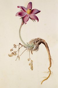 Anemone pulsatilla/Anenome pulstaille av Unbekannt