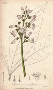 Angostura tre, Angostura trifoliata av Unbekannter Künstler