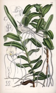 Angraecum germinyanum, hvit orkidé fra Madagaskar. Oppkalt etter grev Adrien de Germiny, Frankrike. Tegning av Matilda Smith (1854–1926), litografi av JN Fitch i Curtis Botanical Magazine, av Joseph Dalton Hooker, utgitt i London, England, av L. Reeve an av Unbekannter Künstler