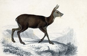  av Unbekannter Künstler