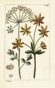 Anis eller anis, Pimpinella anisum. av Unbekannter Künstler