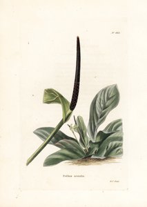 Anthurium-fuglerede eller anthuriumkål (Pothos acaulis) - Litografi av George Cooke, for det britiske magasinet Conrad Loddiges Botanical Cabinet (1738-1826) av Unbekannter Künstler