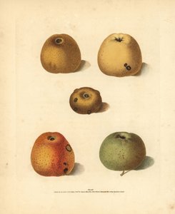 Eplesorter, Malus domestica: Franklins Golden Pippin, Blanchards Pippin, Golden Pippin, Golden Knob og Robertsons Pippin. Håndkolorert stiplet gravering av en illustrasjon av George Brookshaw fra hans egen «Pomona Britannica», London, Longman,  av Unbekannter Künstler