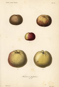 Eplesorter, Malus pumila av Unbekannt