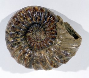 Asteroceras obtusum (Ammonite) funnet i Lyme Regis, Dorset, nedre krittperiode (bilde) av Unbekannt