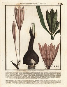 Høstkrokus, Colchicum autumnale. av Unbekannter Künstler