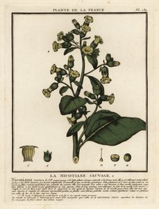 Aztekisk tobakk, Nicotiana rustica. av Unbekannter Künstler