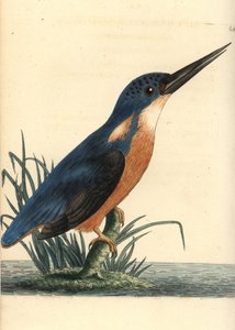 Asurblå isfugl, Ceyx azureus (Tridigitert isfugl, Alcedo tribrachys). Illustrasjon tegnet og gravert av Richard Polydore Nodder. Håndkolorert kobberstikk fra George Shaw og Frederick Nodders The Naturalist#39;s Miscellany, London. av Unbekannter Künstler