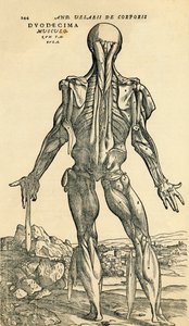 Baksiden av den mannlige menneskekroppen, en anatomisk studie opprinnelig publisert i De Humani Corporis Fabrica Libri Septem (Om menneskekroppens stoff i syv bøker) av Andreas Vesalius, utgitt Basel av Unknown