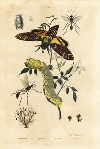 Kulelav, Sphaerophorus globulus 1, Dynamene krepsdyr 2, graveveps, Sphex-arter 3,4 og afrikansk dødshodehaukmott, Acherontia atropos og larve 5 av Unbekannt