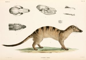 Båndet palme civet, Indonesia av Unbekannter Künstler