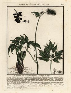 Banebær, Actaea spicata. av Unbekannter Künstler
