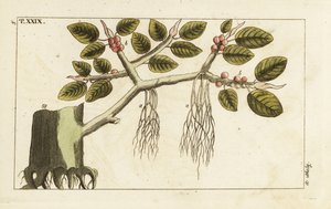 Banyanfikentre med luftrøtter, Ficus benghalensis. av Unbekannter Künstler