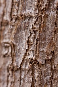 Bark II (fotografi) av Unbekannter Künstler