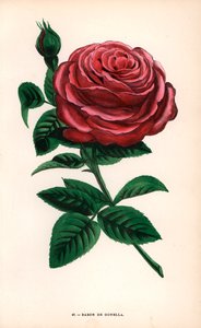 Baron de Gonella-rosen, en variant av Ile-Bourbon-rosen, dyrket av Monsieur Guillot Sr. i Lyon i 1859. Kromolitografi tegnet og litografert etter naturen av F. Grobon fra Hippolyte Jamain og Eugene Forneys «Les Roses», Paris, J. Rothschild av Unbekannter Künstler