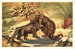 Kamp mellom en Megalosaurus bucklandii og Iguanodon bernissar1908 (litografi) av Unbekannter Künstler