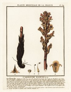 Sengehalm sopelime; Orobanche caryophyllacea. av Unbekannter Künstler