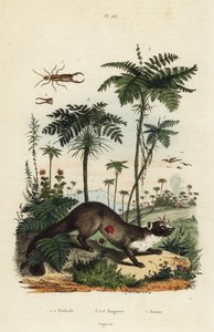 Bøkemår, Martes foina 7, ørekyt, Forficula auricularia 1,2, og varianter av bregner, Filices arter 3-6 av Unbekannt