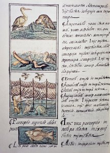 Fuglejakt på innsjøen, side fra den florentinske kodeksen, tospråklig versjon på spansk og Nahuatl, General History of the Things of New Spain, av den spanske misjonæren Fray Bernardino de Sahagun (1499-1590). Aztekisk sivilisasjon av Benjamin Baud