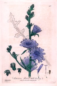 Bitter sikori (Cichorium intybus) botanisk tallerken fra «British Phaenogamous Botany» av William Baxter og Charles Mathews 1841 av Unbekannter Künstler