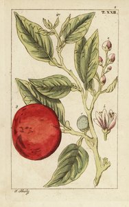 Bitter appelsin eller Sevilla appelsin, Citrus x aurantium. av Unbekannter Künstler