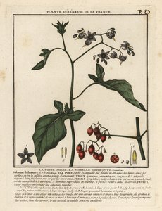 Bittersøt nattskygge, Solanum dulcamara. av Unbekannter Künstler