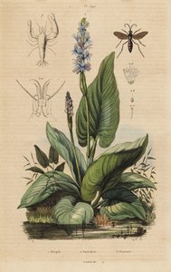 Svartbåndet edderkoppveps, Anoplius viaticus 1, plukkerve, Pontederia cordata 2 og vaktreke, Anchistus custos 3 av Unbekannt