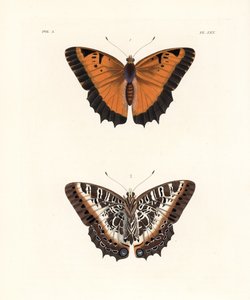 Svartkantede karakser, Charaxes pollux, overside 1, underside 2. Håndkolorert litografi fra John O. Westwoods nye utgave av Dru Drurys «Illustrations of Exotic Entomology», Bohn, London. av Unbekannter Künstler