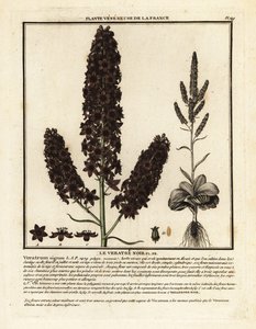 Svart falsk hellebore, Veratrum nigrum. av Unbekannter Künstler